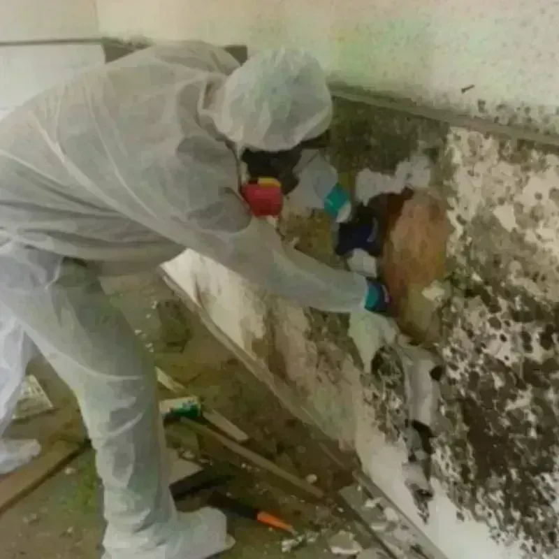 Mold Remediation and Removal in Eastchester, NY